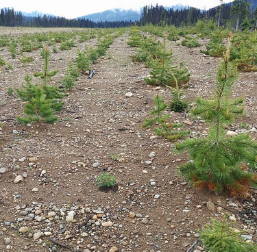Huckleberry Mines wins award for mine reclamation